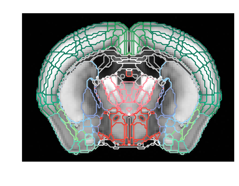 Coronal reference slice with Allen region annotation contours