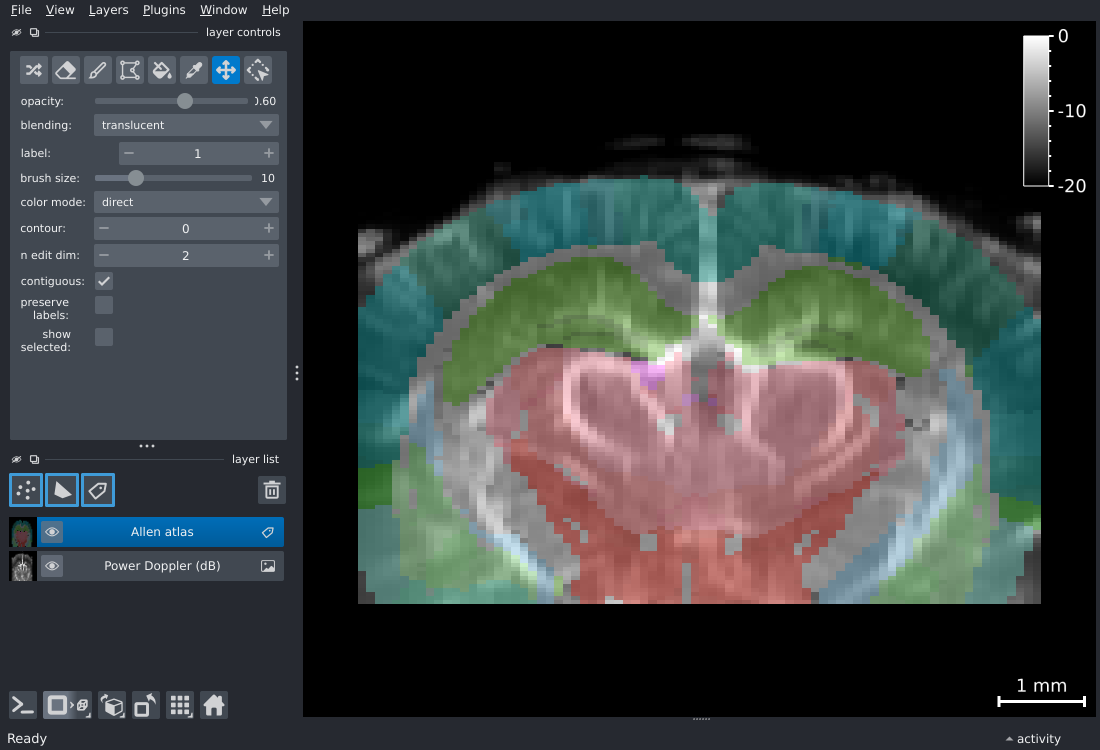 napari viewer with Allen atlas Labels layer overlaid