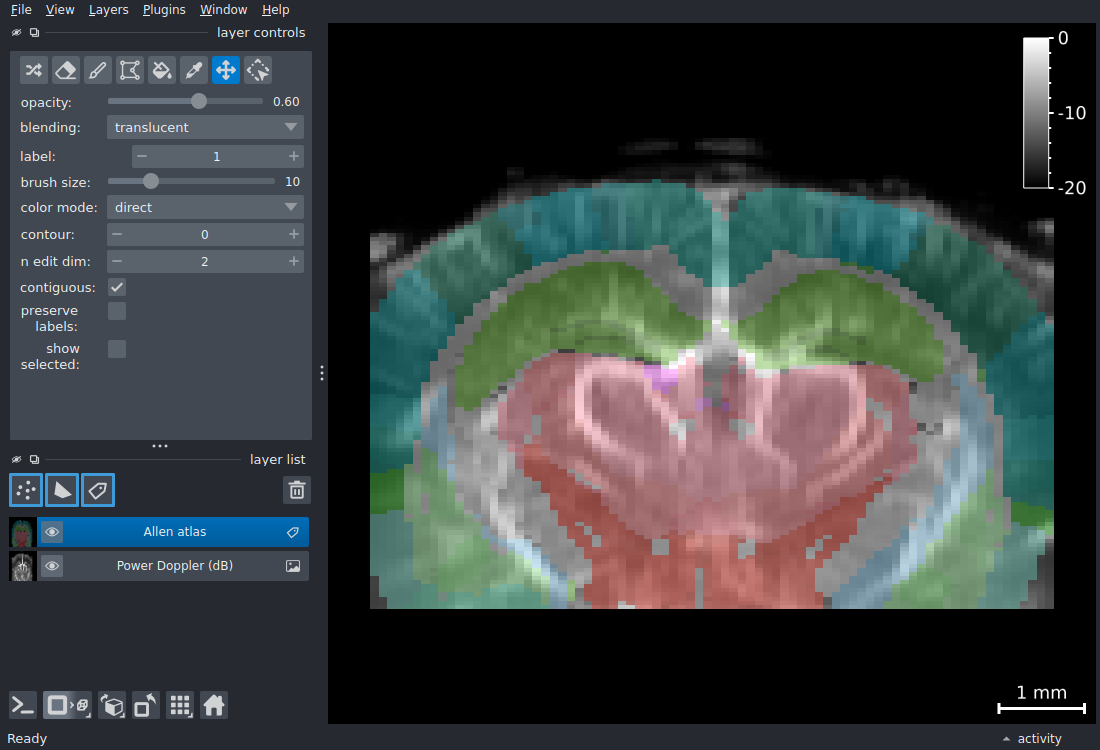 napari viewer with Allen atlas Labels layer overlaid