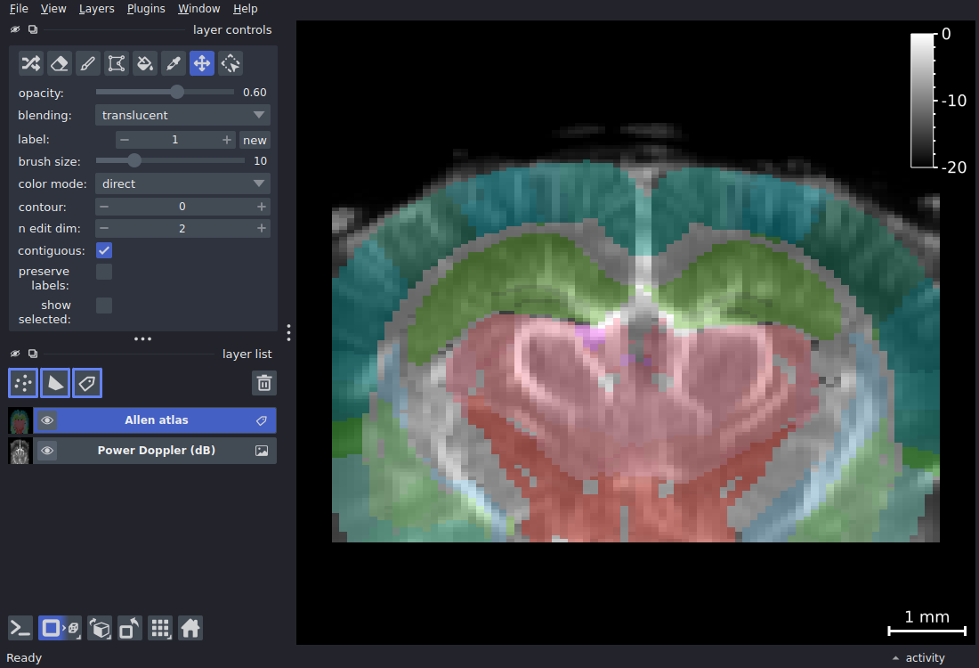 napari viewer with Allen atlas Labels layer overlaid